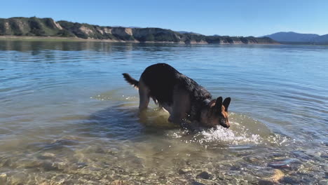Smart-German-Shepherd-dog-picks-up-a-small-rock-from-the-water,-slow-mo