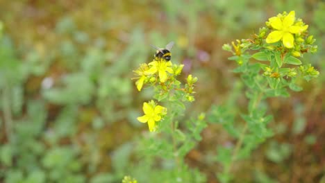 Abejorro-Chupando-Néctar-De-Las-Flores-Amarillas-Del-Jardín,-Tiro-De-Seguimiento,-Día