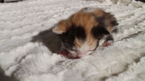 White-Orange-and-Black-Newborn-Calico-Kitten-on-a-Blanket