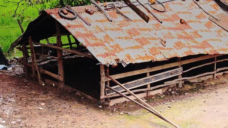 A-chicken-hen-leading-her-chicks-foraging-outside-an-old-farm-shed,-shows-the-authentic-life-and-culture-in-the-rural-countryside-of-Kampot-Cambodia