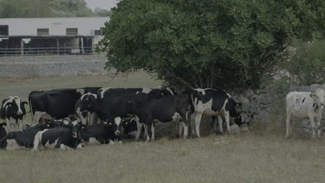 Frei-Weidende-Kühe-Und-Zucht-In-Der-Italienischen-Ebene-In-Apulien