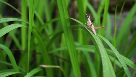 Macro-shot-of-brown-wild-Grasshopper-resting-on-green-grass-plant-in-nature-during-sunlight