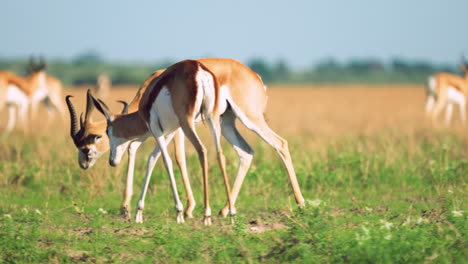 Springbock-Antilopen-Kämpfen-An-Sonnigen-Tagen-In-Der-Savanne-Im-Zentralen-Kalahari-Wildreservat-In-Botswana