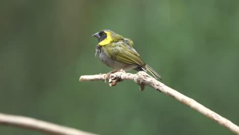 Makro-Nahaufnahme-Eines-Hübschen-Grauen-Vogels-Mit-Gelbem-Hals,-Der-Auf-Einem-Ast-Eines-Baumes-In-Der-Natur-Thront