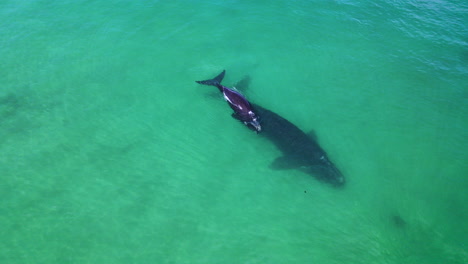Southern-Right-whale-and-calf-enjoying-the-coastal-shallows-of-South-Africa,-aerial
