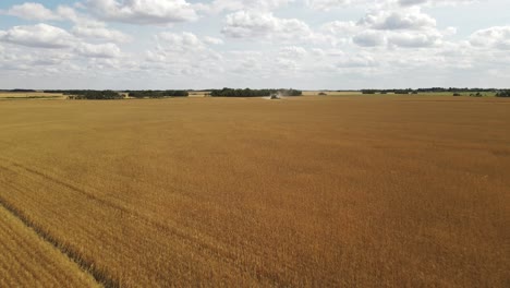 Golden-wheat-field-with-a-large-combine-harvester-harvesting-the-crop-in-the-background