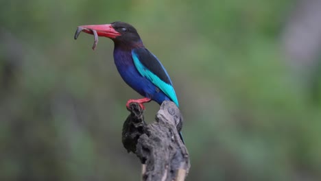 javan-kingfisher-is-perching-and-eating-worms