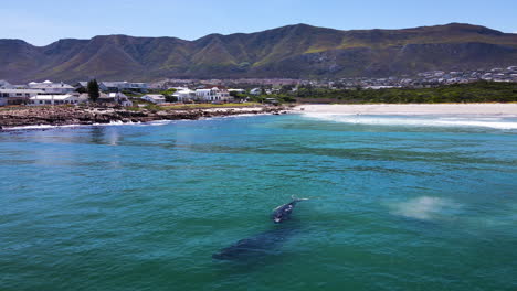 Whales-swimming-close-to-beach-of-popular-coastal-town,-drone-view