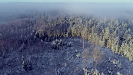 Cinematic-aerial-flight-over-snowy-forest-trees-during-foggy-day-and-cleared-woodland-area-in-winter