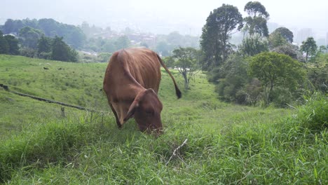 Vaca-Marrón-Comiendo-Alegremente-En-Una-Granja-Grabada-En-Una-Toma-General-Con-Un-Bonito-Paisaje