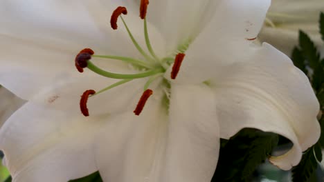 A-fragrant-flower-arrangement-begins-to-wilt-but-still-displays-its-glory