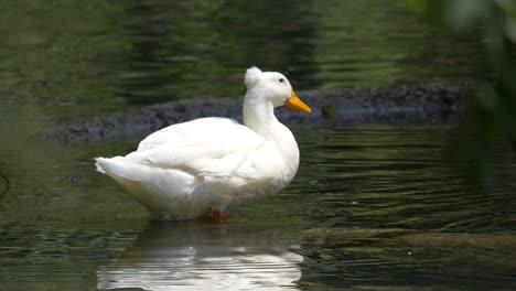 Pretty-white-duck-cooling-in-natural-pond-during-sunny-day---super-slow-motion-shot
