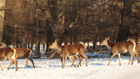 Wild-deer-group-walking-migrating-winter-sun-light-park-–-4K-Ultra-HD-UHD