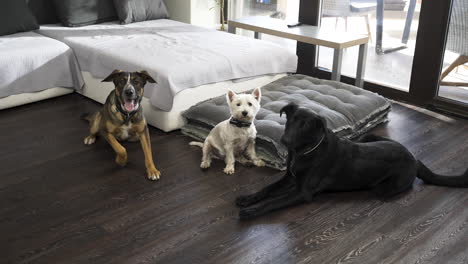 Three-different-dogs-below-sofa-in-modern-apartment,-two-walk-away