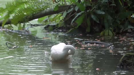 a-white-swan-taking-a-bath