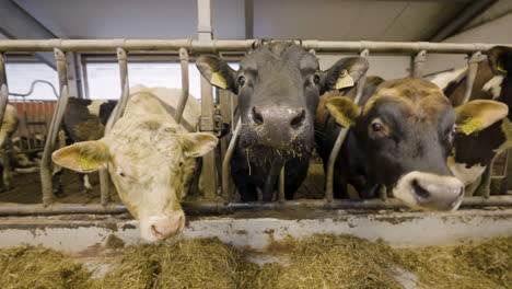 Tres-Vacas-Sacando-La-Cabeza-A-Través-De-Una-Jaula-En-Una-Granja-Lechera-En-Noruega