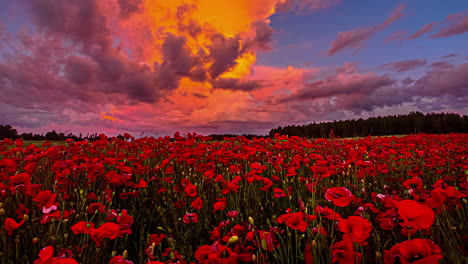Wunderschöne-Szene-Eines-Rot-Blühenden-Mohnblumenfeldes-Mit-Dunklen-Und-Gelben-Wolken,-Die-Während-Des-Sonnenuntergangs-Im-Zeitraffer-Am-Himmel-Fliegen