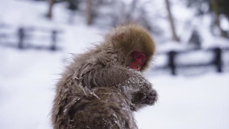 Macaco-Japonés-En-Paisaje-Nevado,-Comiendo-En-El-Frío