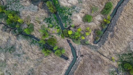 Drone-films-top-down-over-a-stream-cutting-through-a-cornfield-maze