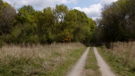 Spring-woodland-track-with-tree-to-the-side
