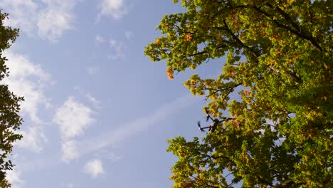 Drohne-Fliegt-In-Himmelsblättern,-Die-Im-Herbst-Von-Bäumen-Fallen---Zeitlupenaufnahme