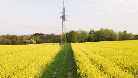 Beautiful-yellow-rapeseed-plantation-in-the-stunning-countryside-of-Hesse-in-Germany,-Europe