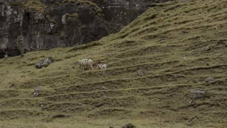 Wide-Slow-Motion-of-a-Faroese-Sheep-and-Lambs-Walking-on-a-Hillside