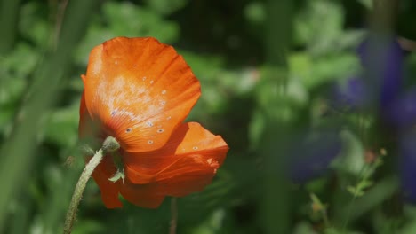 A-beautiful-orange-poppy-being-inspected-by-a-bee-on-a-sunny-day
