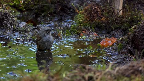 A-Dunnock-having-fun-in-a-puddle-on-a-hot-day