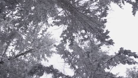 Fir-forest-in-winter,-with-snow