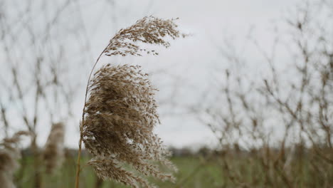 Wheat-is-blowing-in-the-wind-on-a-grey-winter's-day