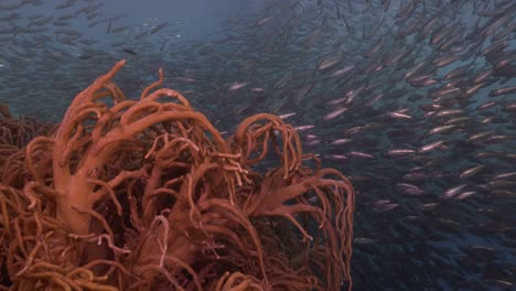 Weichkorallen-Und-Millionen-Von-Sardinen,-Die-Im-Tiefblauen-Meer-Vorbeiziehen