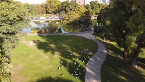 Aerial-flight-over-Park-with-grazing-ducks-and-idyllic-lake-in-Buenos-Aires-City
