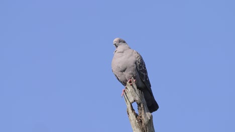 a-Spot-winged-pigeon-stands-pompously-on-a-dry-branch-looking-around
