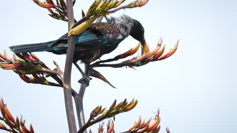 Tui-bird-in-a-flax-bush-on-Kapiti-Island-near-Wellington-New-Zealand