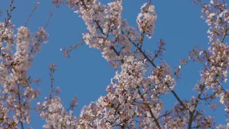 Die-Blüten-Der-Kirschblüten-Werden-Langsam-Vom-Wind-Geschüttelt