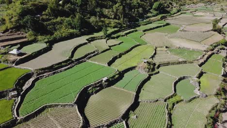 Approaching-green-rice-vegetable-paddy-farms-growing-in-mountainous-valley-trails-through-farms-leading-to-trees-forest-Kabayan-Benguet-Philippines-aerial