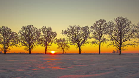 Sunrise-behind-stand-of-trees-adds-golden-glow-to-snowy-landscape
