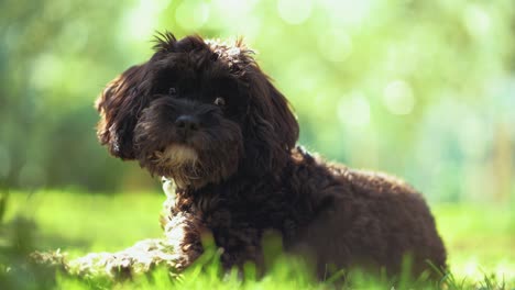 A-little-baby-puppy-dog-is-sitting-and-playing-in-a-sunny-garden-with-green-grass-and-trees