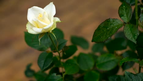 White-rose-covered-in-raindrops-swaying-in-breeze,-deep-green-leaves,-static