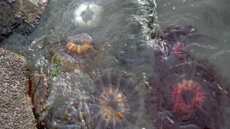 Group-of-jellyfish-carried-away-by-the-strong-tide-onto-the-beach-shore