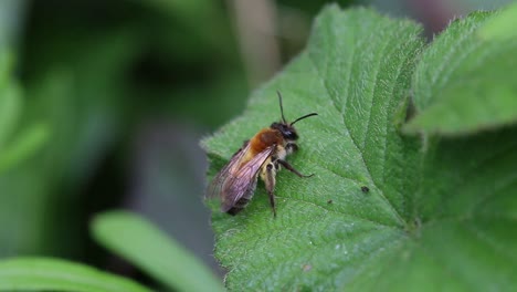 Bee-on-bramble-leaf.-Spring.-UK