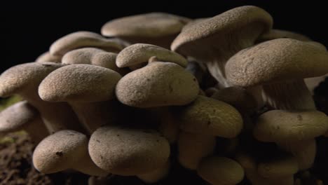 Left-to-right-pan-close-up-of-a-big-group-of-brown-homegrown-Cardoncelli-mushrooms-on-black-background