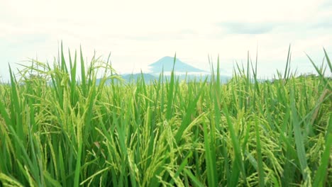 Close-up-ear-of-rice-swaying-by-wind-in-rice-paddy