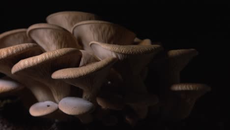 Right-to-left-tracking-shot-close-up-of-a-big-group-of-rose-homegrown-mushroom
