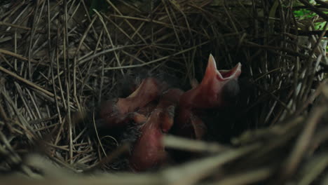 Hungry-baby-birds-waiting-for-food,-newborn-northern-cardinal-hatchlings