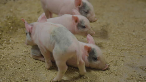 Cute-little-newborn-piglets-are-sniffing-each-other