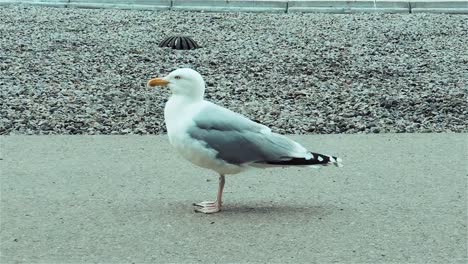 Funny-seagull,-European-herring-gull-on-a-cloudy-day