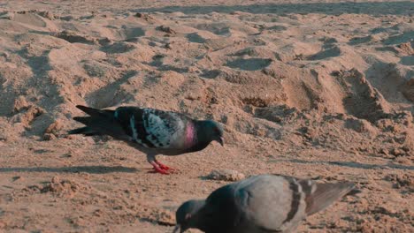 Pigeons-in-the-beach-during-sunset