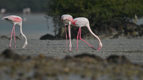 Migratory-birds-Greater-Flamingos-looking-for-food-in-the-marsh-muddy-mangroves-–-Bahrain